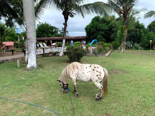 a white and brown horse grazing in the grass at Chácara Arco Íris in Conde