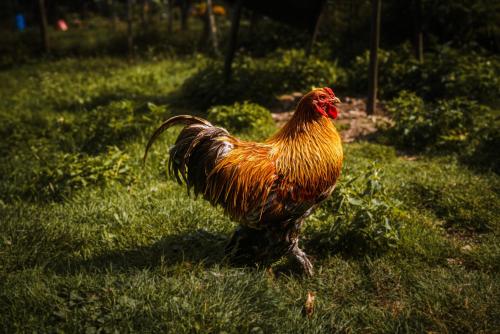 アパートメントの敷地内または近くにいる動物