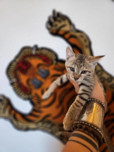 a cat laying on the arm of a statue of a tiger at Blue Eye Hostel in Jaisalmer