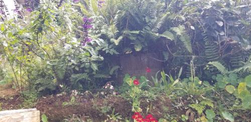 a garden with flowers and plants at Chez Gigi in Petite Île