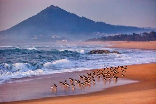 a flock of birds walking on the beach at Casa Moledo in Moledo