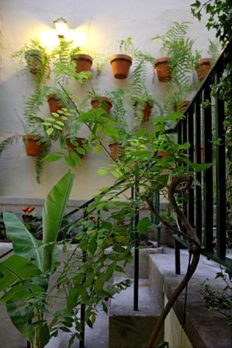 a bunch of potted plants on a wall at 29 Madeira Hostel in Funchal