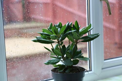a potted plant sitting on a window sill at 3BR Luxury Stay Near Billing Aquadrome - Elegant 3-Bedrooms One-and-Half Bathrooms Home - Sleeps 8 - Free Parking and Complimentary Access to Billing Aquadrome Holiday Village in Northampton