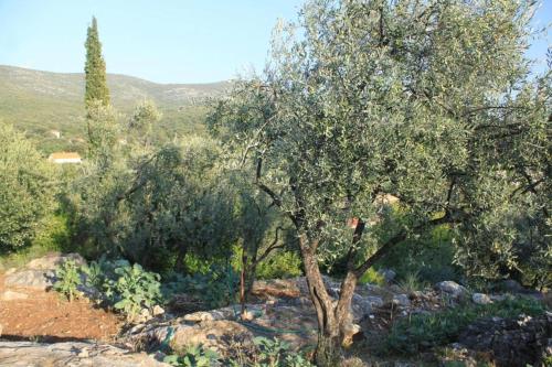 Φυσικό τοπίο κοντά σε αυτό το διαμέρισμα