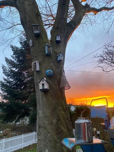 a tree with some birdhouses on the side of it at En SMUK og CHARMERENDE OASE meget tæt på centrum! in Holstebro