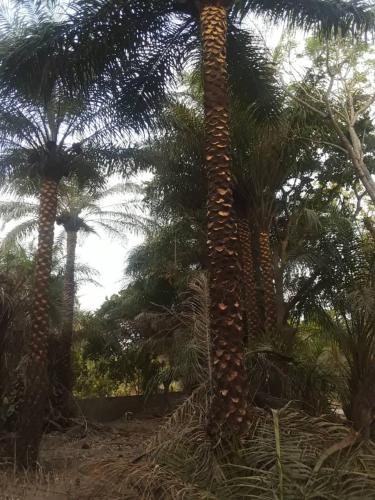 two palm trees with their trunks at Guest House La Maison des Amis in Abene