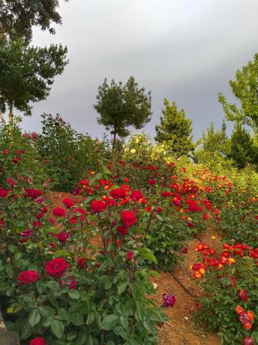 a field of red roses in a garden at apartamentos turisticos la gitanilla in Los Navalucillos