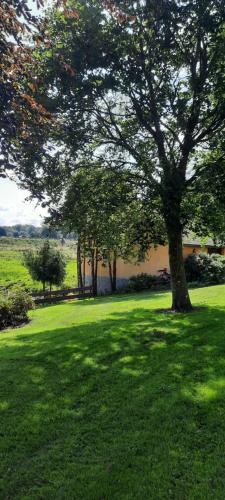 a tree in the middle of a green field at Dybvad Mølle bed and breakfast in Års