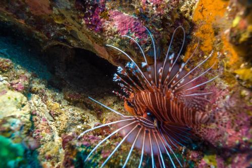 a lionfish is sitting on a coral reef at Villas Bukit Lipah in Amed
