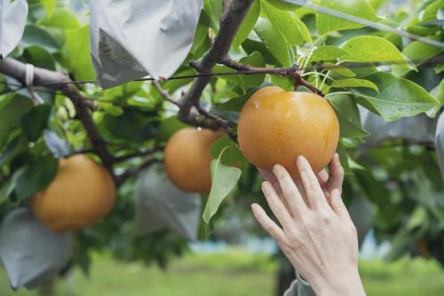une personne tenant une orange suspendue à un arbre dans l'établissement 池の山荘, à Yame