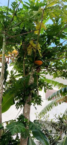 a tree with a bunch of leaves on it at Sea Breeze Hotel in Mastichari