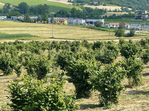 a row of trees in a field with houses at Acero Rosso in Moncalvo