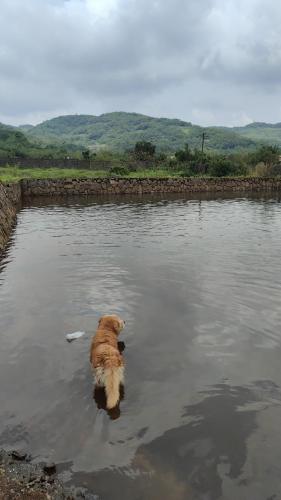 a dog standing in a body of water at The Purple County - Homestay in Lonavala