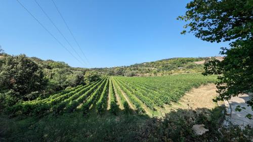 a large field of soybean crops on a hill at LA GALANTE in Faugères