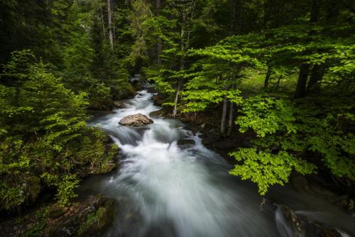 a river in the middle of a forest at Chalet Ermena in Saint-Jean-dʼAulps