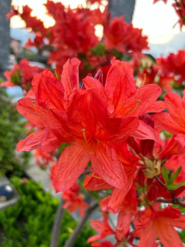 a close up of a red flower at Al Grottino in Gambarogno