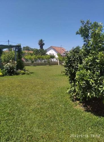 a green yard with a bush in the grass at Country House Nannos in Néa Thésis