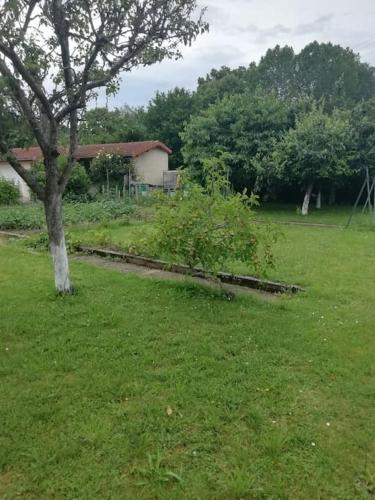 a tree in the middle of a grass field at Maison individuelle in Ossun