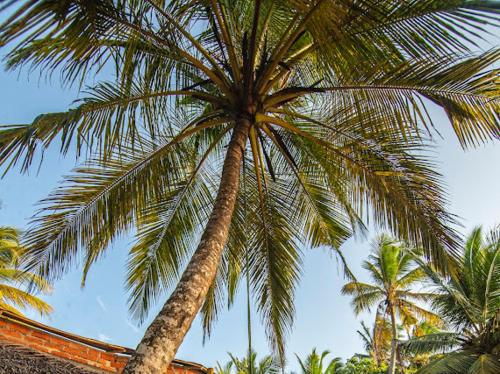 Фотография из галереи Frangipani Beach Villa в Тангалле
