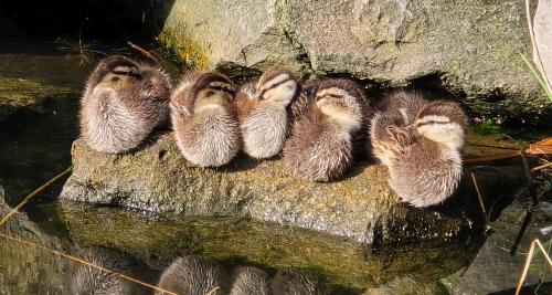 a group of baby birds sitting on a rock at Peniche Saul Nomad in Aigues-Mortes