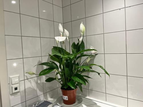a potted plant sitting on a counter in a bathroom at SimpliCITY in Stavanger