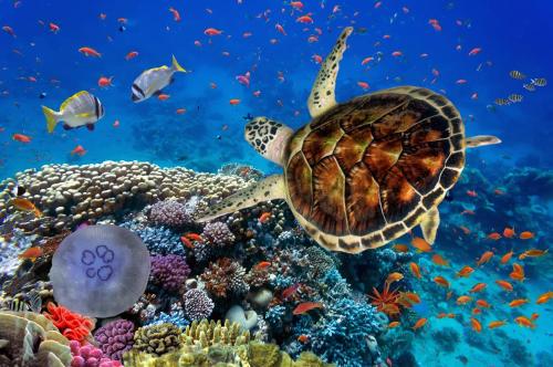 a sea turtle swimming over a coral reef at Candlewood Suites Chattanooga Hamilton Place by IHG in Chattanooga