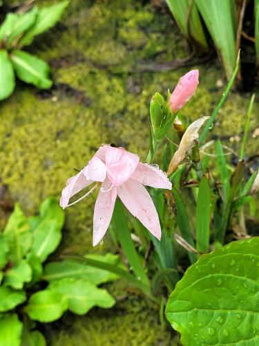 a pink flower with rain drops on it at Chez Svanette B&B Villa Sonnglück in Zullwil