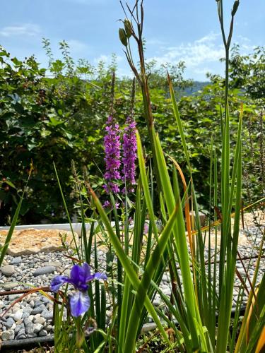 a bunch of purple flowers in a garden at Chez Svanette B&B Villa Sonnglück in Zullwil