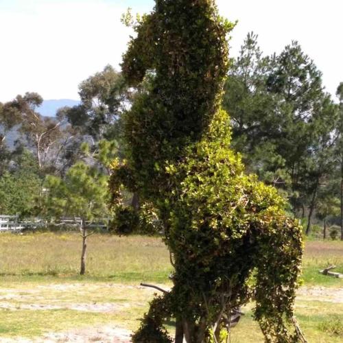 Taman di luar Cabaña Amealco Encino