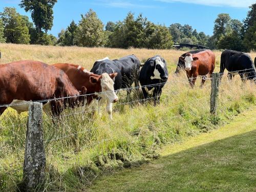 a herd of cows standing in a field behind a fence at Sunset Motel in Fox Glacier