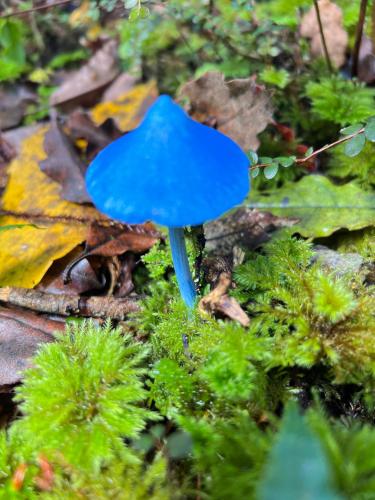 a blue mushroom sitting on a pile of moss at Sunset Motel in Fox Glacier