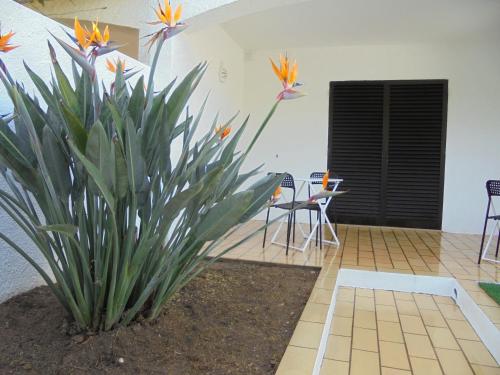 a plant in a patio with chairs and a table at Lagos Charming Villas in Lagos