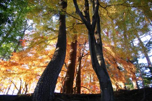 a group of trees with autumn leaves at Izu Marriott Hotel Shuzenji in Izu