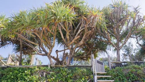 a group of palm trees behind a fence at Shambhala @ Byron in Byron Bay