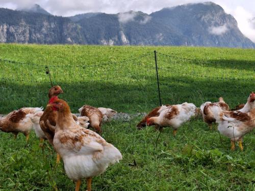 a group of chickens standing in a field at Riedhof-Zuahaus in Breitenbach am Inn