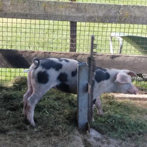 a black and white cow standing next to a fence at Riedhof-Zuahaus in Breitenbach am Inn