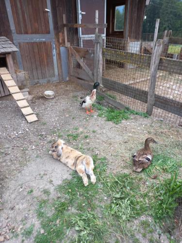 a dog laying on the ground next to two ducks at Riedhof-Zuahaus in Breitenbach am Inn