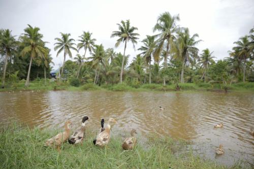 a group of ducks swimming in the water at Tharangini - Riverside Private Bedroom in Kumarakom