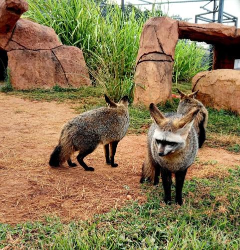 three kangaroos standing in the dirt in a zoo at Pumbaa Wildlife Park & Accommodation in Nelspruit