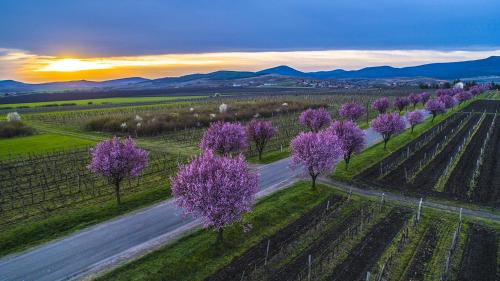 an aerial view of a country road with purple trees at GABE Vendègház in Gyöngyöstarján