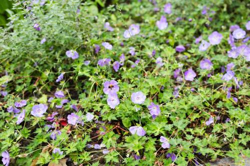 a bunch of purple flowers in a garden at Luxe vakantiechalet met royale tuin op de Veluwe in Epe