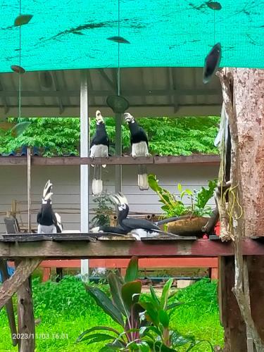 a group of birds sitting on a table at Eco Bungalow in Ko Phayam