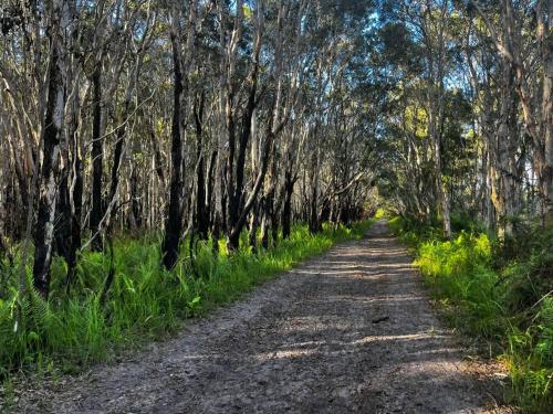 a dirt road through a forest with trees at Casual comfort in Byron Shire in Mullumbimby