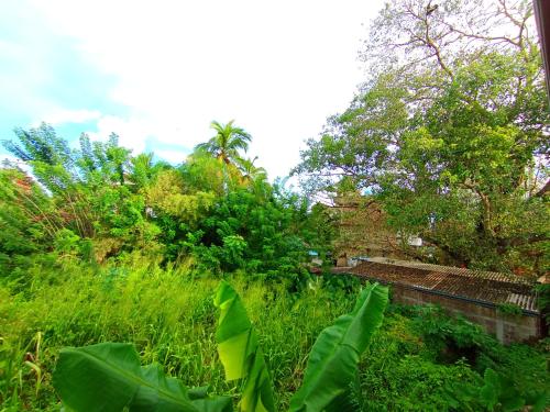 a garden with tall green grass and trees at Pearl Deluna Resort Mirissa in Mirissa