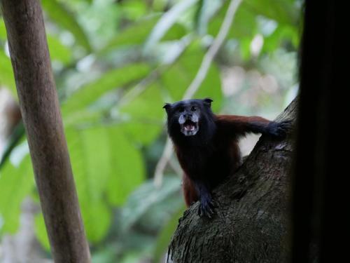 a black and red monkey sitting on a tree branch at Amaca Eco Station in Iquitos