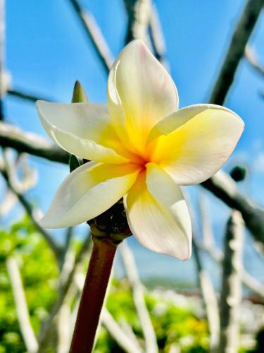 a yellow and white flower on a tree branch at Lakaz Kreol Soupir Tourist Résidence in Rodrigues Island