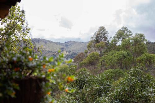 a view of a forest with mountains in the background at Luna Verde Eco Hábitat in Rionegro