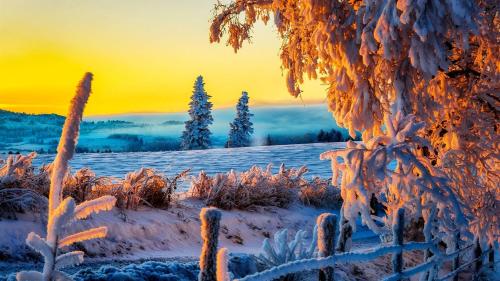 a snow covered field with trees and a sunset at Staybridge Suites - Calgary Airport by IHG in Calgary
