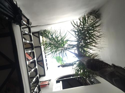 a palm tree in a room with a ladder at Riad Bab Essaouira in Essaouira