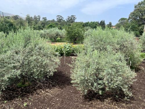 a garden with three bushes in a field at POGGIO ROSETO in Randazzo